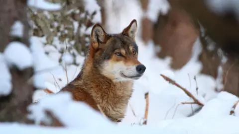 Karol Kalisky, Arolla Film, Slovakia A wolf in Slovakia