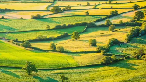 Getty Images A countryside landscape in the evening sun, dotted with trees and criss-crossed with hedgerows