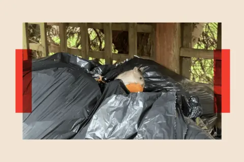 A rat among trash eats some discarded food