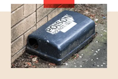 Getty Images A rat poison trap box container 