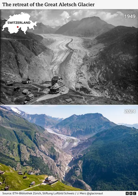 Two images of the Great Aletsch Glacier, one in 1949 above and one in 2024 below. The glacier emerges in between two steep valley walls. In 1949, the glacier extends almost all the way down the image; in 2024, it only just emerges in the background. There are trees and bedrock where there used to be ice.
