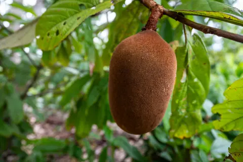 Getty Images A brown fruit known as Cupuaçu hangs from a branch in a forested area